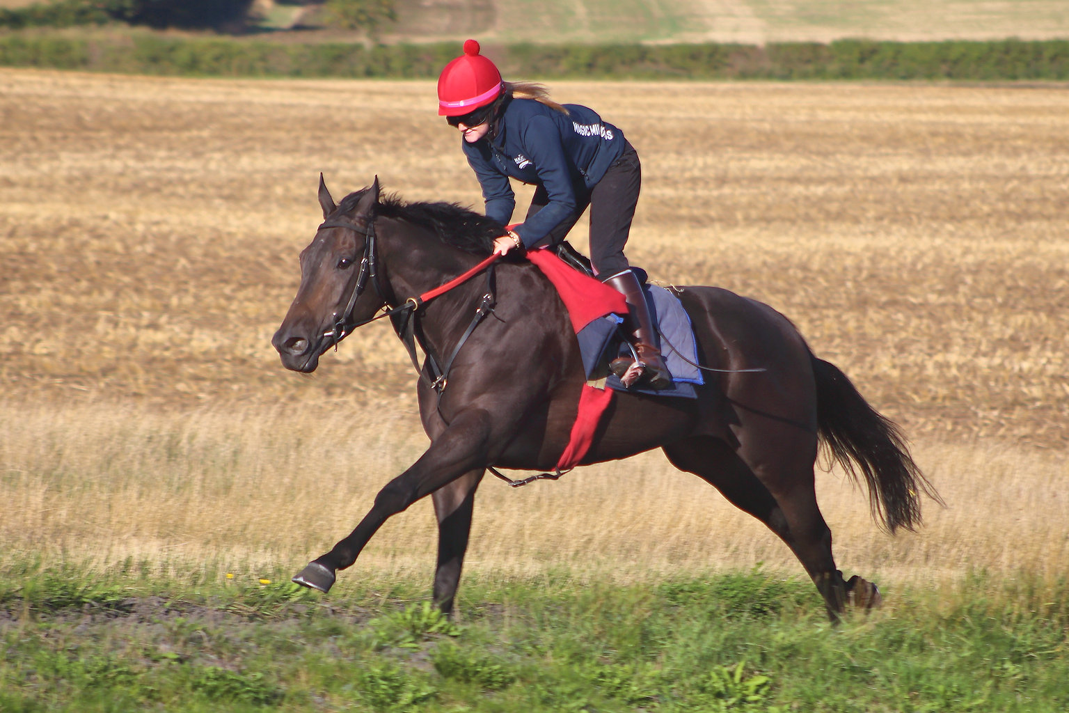 Star Noir sold at Tattersalls Autumn Horses In Training Sale